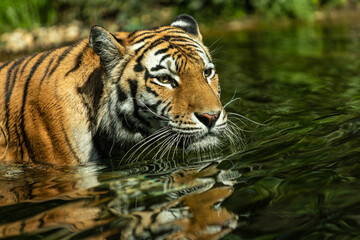 Portrait of swimming Sibirian Amur Tiger