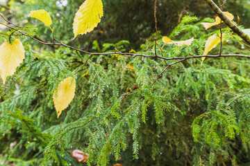 green forest in autumn in the morning