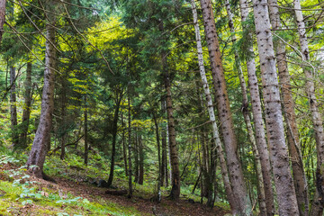 Fototapeta premium green forest in autumn