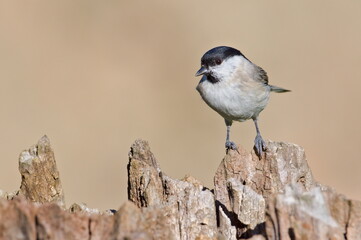 Poecile palustris aka marsh tit perched on old tree trunk. Common bird in Czech republic. Isolated on blurred background.