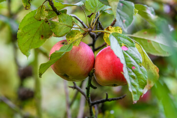 Zbliżenie na czerwone jabłka na gałęzi drzewa