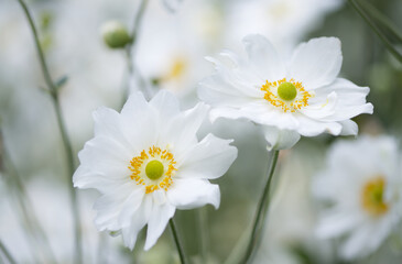 Obraz premium white flowers of the autumn anemone, flowers of the large anemone, beautiful white flowers with yellow pollen pistils