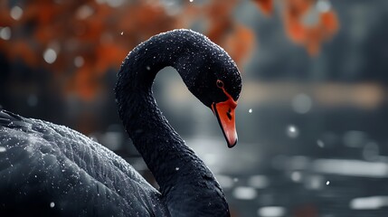 Fototapeta premium Photorealistic Black Swan Design Highlighting Natural Beauty and Elegance Image