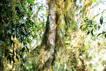 Fototapeta premium Natural wild landscape of the Atlantic Forest and Brazilian rainforest
