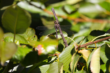 Dragonfly resting on a branch among green leaves in Washington State, USA