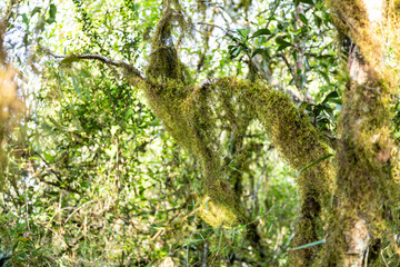 Natural wild landscape of the Atlantic Forest and Brazilian rainforest