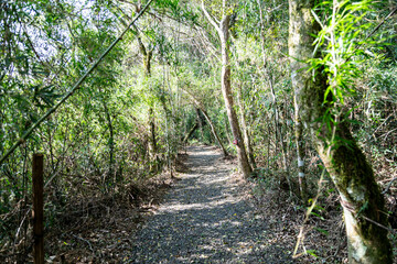 Fototapeta premium Natural wild landscape of the Atlantic Forest and Brazilian rainforest