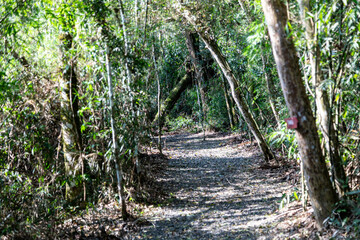 Natural wild landscape of the Atlantic Forest and Brazilian rainforest