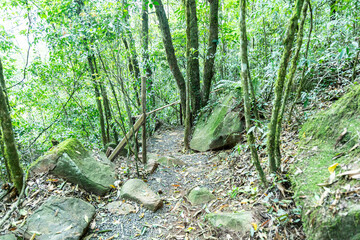 Natural wild landscape of the Atlantic Forest and Brazilian rainforest
