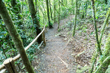 Natural wild landscape of the Atlantic Forest and Brazilian rainforest