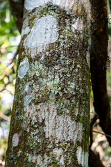 Natural wild landscape of the Atlantic Forest and Brazilian rainforest
