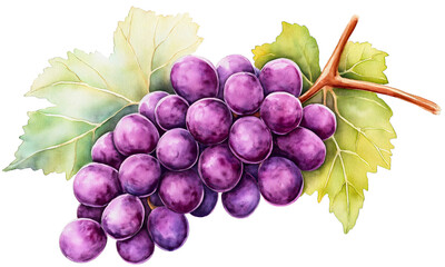 Fototapeta premium Ethereal watercolor grape branch, vibrant isolated purple fruit, luscious vitamin ripe drawing, artistic bunch harvest leaf, botanical nature elegance