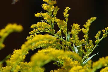 Canadian goldenrod lat. Solidago canadensis. Perennial herbaceous plant belongs to the genus Goldenrod of the Asteraceae family. It has long branches with small yellow flowers growing nearby.