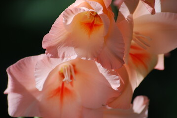 Pink gladiolus flowers. Gladiolus or iris is a genus of perennial bulbous plants of the Iris...