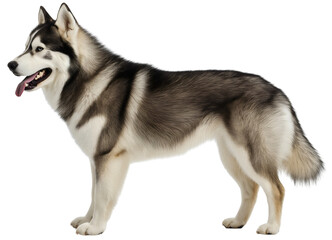Fototapeta premium Noble alaskan malamute isolated, majestic standing full length, striking side view arctic, magnificent dog pet husky, regal canine presence