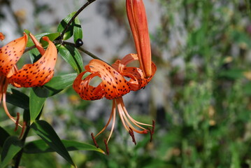 Flowers Lilium lanceolate. This type of lily has alternately arranged leaves and orange flowers. The petals of the inflorescence are large, long, curved, orange in color with black dots.