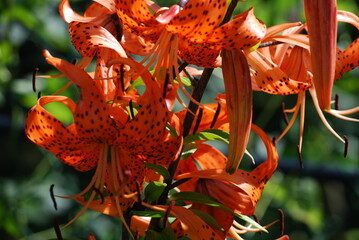 Flowers Lilium lanceolate. This type of lily has alternately arranged leaves and orange flowers. The petals of the inflorescence are large, long, curved, orange in color with black dots.