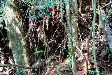 Natural wild landscape of the Atlantic Forest and Brazilian rainforest