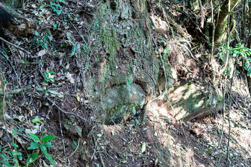 Natural wild landscape of the Atlantic Forest and Brazilian rainforest
