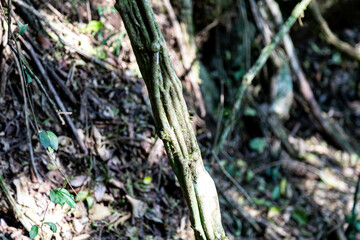 Natural wild landscape of the Atlantic Forest and Brazilian rainforest
