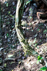 Natural wild landscape of the Atlantic Forest and Brazilian rainforest