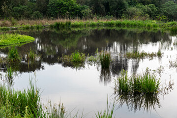 Natural wild landscape of the Atlantic Forest and Brazilian rainforest