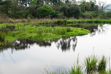 Natural wild landscape of the Atlantic Forest and Brazilian rainforest
