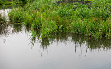Natural wild landscape of the Atlantic Forest and Brazilian rainforest