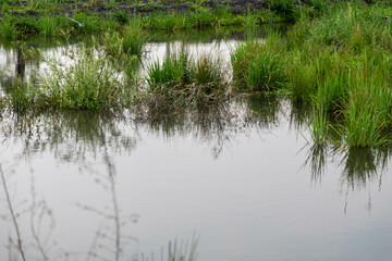 Natural wild landscape of the Atlantic Forest and Brazilian rainforest
