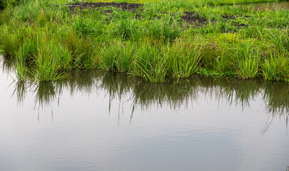 Natural wild landscape of the Atlantic Forest and Brazilian rainforest