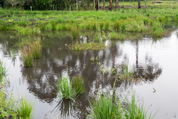 Natural wild landscape of the Atlantic Forest and Brazilian rainforest