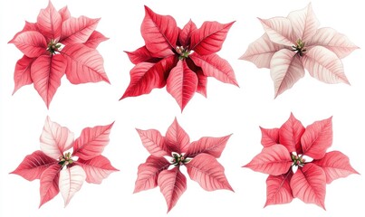 Obraz premium A close up of six red and white poinsettias