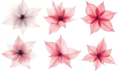 A set of six pink flowers with white stems