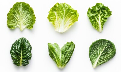 A collection of leafy greens are arranged in a row