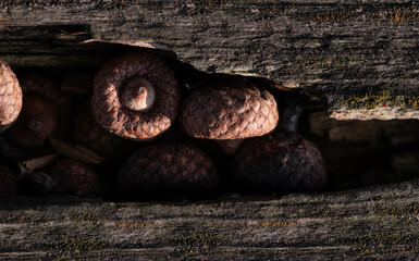 Fototapeta premium Close-up of acorns that have fallen into the slit of weathered wood. There is space for text.
