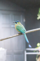 Obraz premium A Lesson's Motmot in Monteverde, Costa Rica