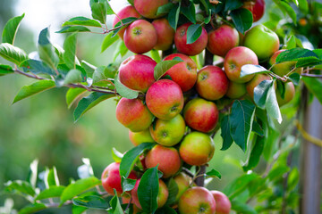 Apple tree. Red apple orchard. Apple garden. Red juicy apples in apple orchard. Branch of ripe red apples on a tree in a garden. Autumn Harvest.