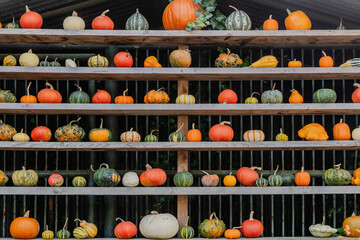 pumpkins of various varieties lie on a rack. pumpkin festival. Halloween pumpkin. pumpkin harvest