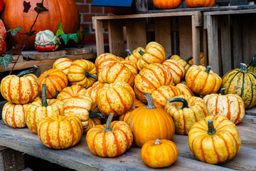 Autumn pumpkins with flowers on wooden board. Haloween