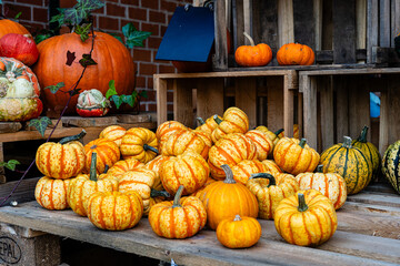 An open book with blank pages lies on a wooden table among different varieties of pumpkins.
