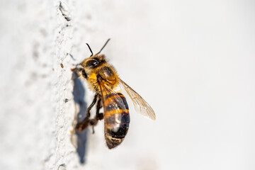 A bee is on a wall, looking down