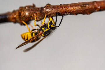 A yellow and black wasp is hanging from a branch