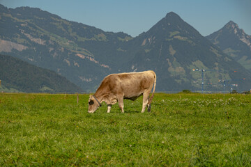 Grazing cows in a meadow. Cow herd. Cow herd grazing at farm. Dairy cow herd in meadow. Cow...