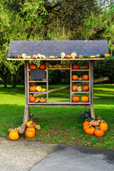 Assortment of different decorative and edible pumpkins on old wooden shelf. Still life with decorative gourd.