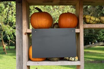 Top Down View of One Cute and Colorful Thanksgiving or Halloween Pumpkin alone on Teal Blue rustic Painted Wood Board Background with extra blank room or space for copy, text, your words.