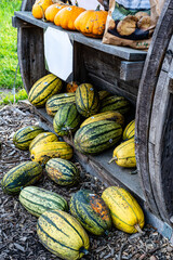 Pumpkins, autumn scene, variety of pumpkins, under the tree, fall harvest, different pumpkins, seasonal decoration, colorful pumpkins, farm produce, pumpkin display, nature setting, rustic scene, outd