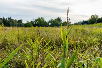 Biofuel and new boom Food, Sorghum Plantation industry. Field of Sweet Sorghum stalk and seeds. Millet field. Agriculture field of sorghum, named also Durra, Milo, or Jowari. Healthy nutrients