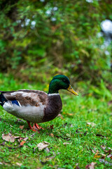 A Day with Ducks at the Lake: Exploring Göttingen’s Wildlife