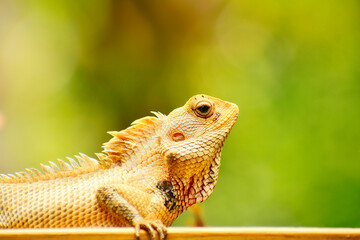 Oriental Garden lizard basking in the sun