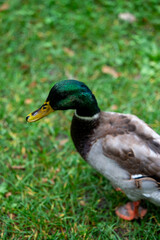 A Day with Ducks at the Lake: Exploring Göttingen’s Wildlife